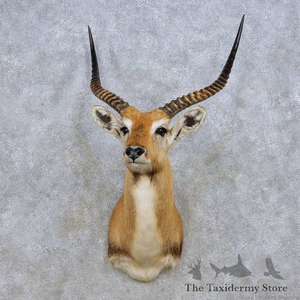 Kafue Flats Lechwe Shoulder Mount - taxidermys