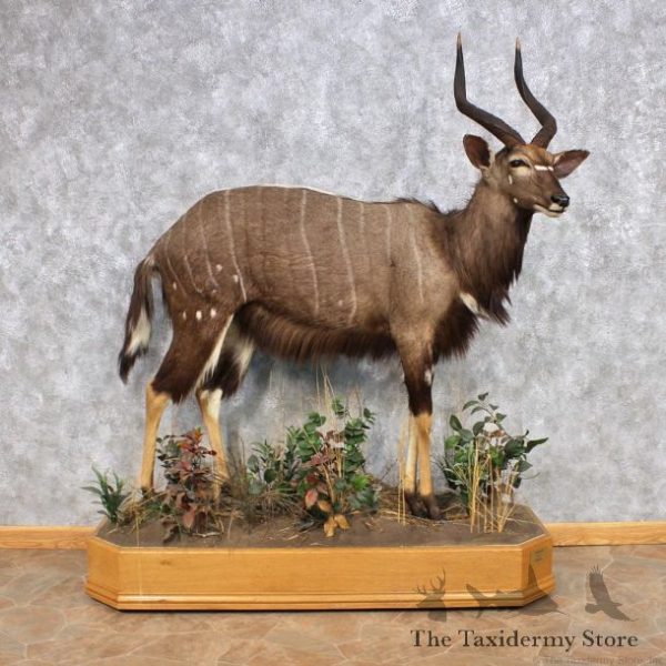 African Nyala Mounts - Buy African Nyala Mounts Online