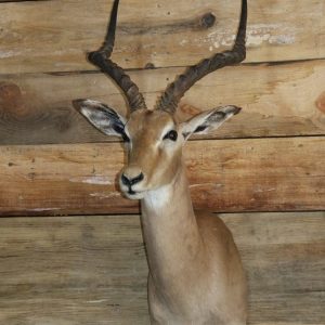 African Impala Taxidermy Mount