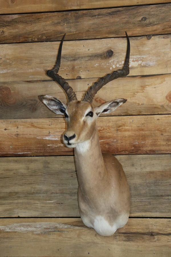 African Impala Taxidermy Mount - Buy African Impala Mount Online