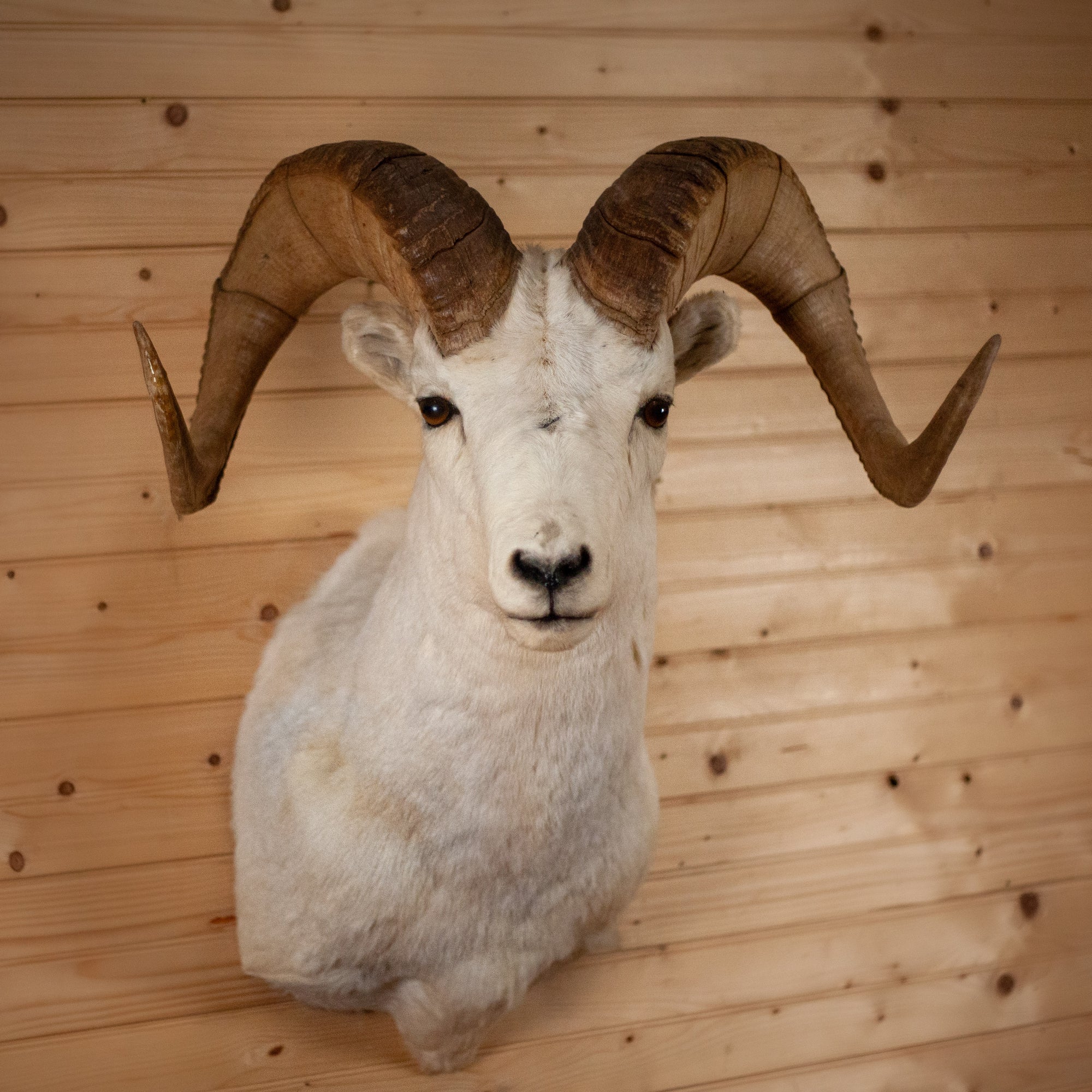 Alaskan Dall Sheep Mount - Buy Alaskan Dall Sheep Mount Online