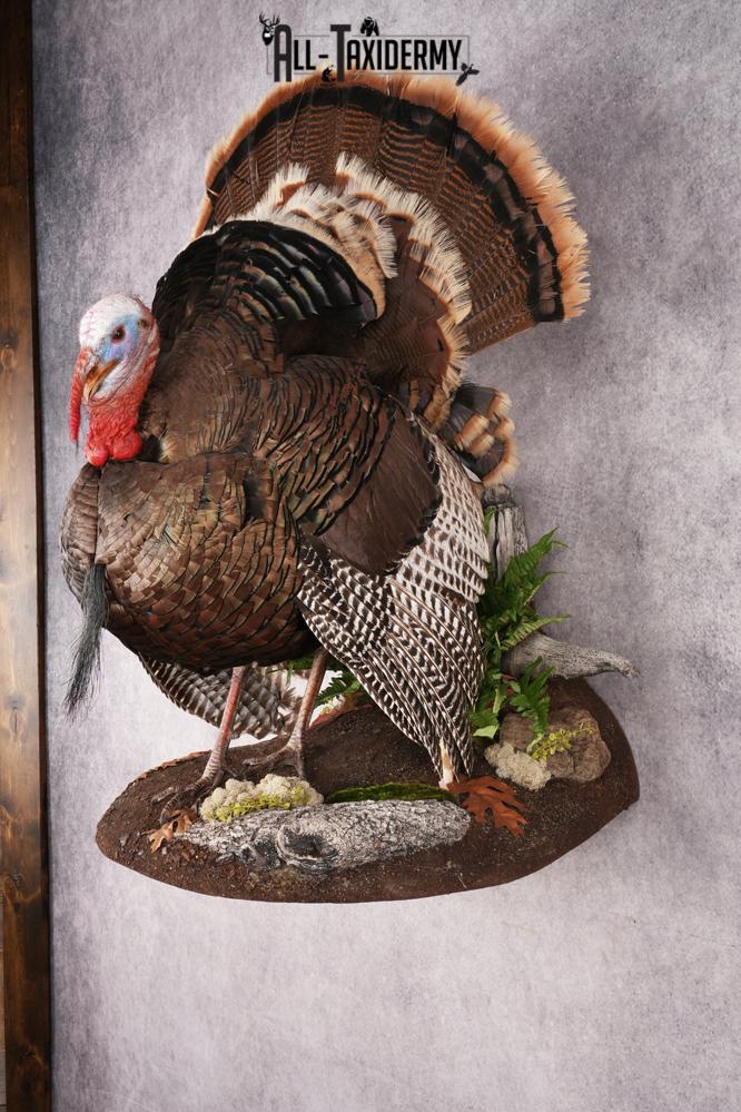 Turkey Mounts - Buy Turkey Mounts Online